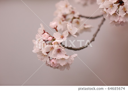 Cherry Blossoms Cherry Blossoms 64685674