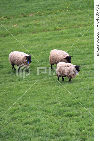 Sheep (Suffolk species) 64685731