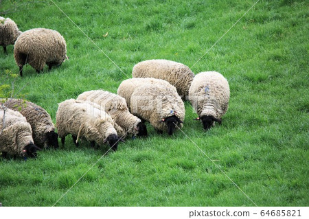 Sheep (Suffolk species) 64685821