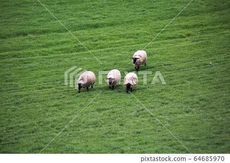 Sheep (Suffolk species) 64685970