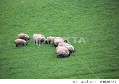 Sheep (Suffolk species) Sheep (Suffolk species) 64686123