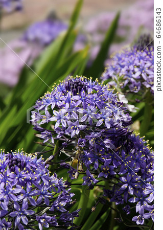 西拉Velviana花 64686143