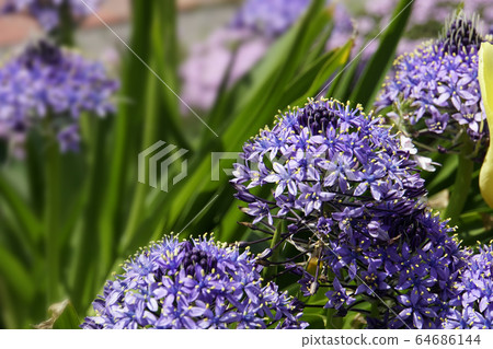 西拉Velviana花 64686144