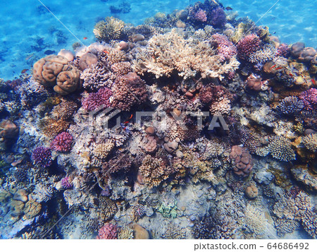 coral reef in egypt coral reef in egypt 64686492