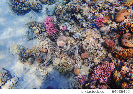 coral reef in egypt coral reef in egypt 64686493