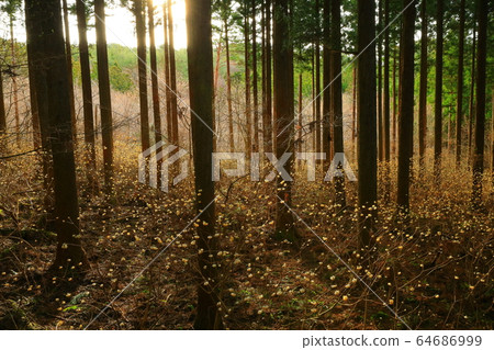 Mitumata no Mori Mitumata no Mori 64686999