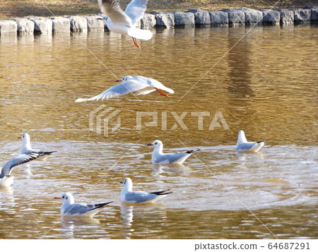 inage海濱公園冬天候鳥 inage海濱公園冬天候鳥 64687291