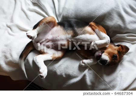 Beagle Indoor Dog Medium Dog Puppy Puppy Dog 64687304