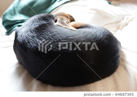 Beagle Indoor Dog Medium Dog Puppy Puppy Dog 64687305