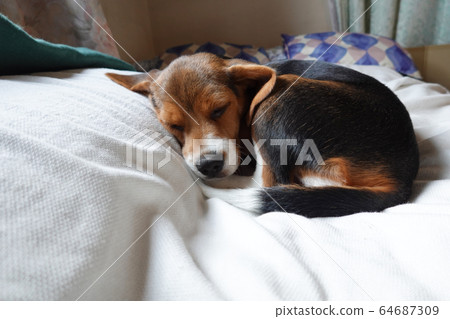 比格犬室內狗中型犬小狗小狗 64687309