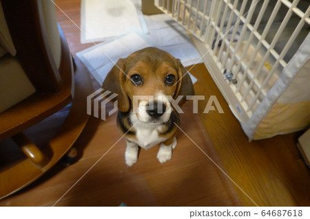 比格犬室內狗中型犬小狗小狗 64687618