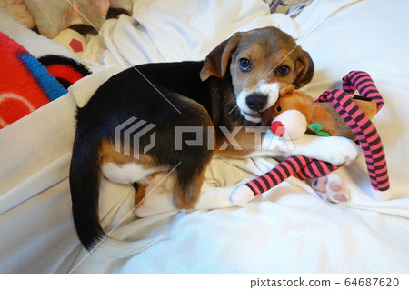 Beagle Indoor Dog Medium Dog Puppy Puppy Dog 64687620