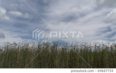 奧卡萬戈三角洲，博茨瓦納，非洲 64687734