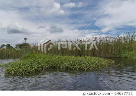 奧卡萬戈三角洲,博茨瓦納,非洲 奧卡萬戈三角洲,博茨瓦納,非洲 64687735