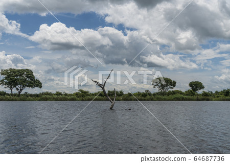 奧卡萬戈三角洲，博茨瓦納，非洲 64687736