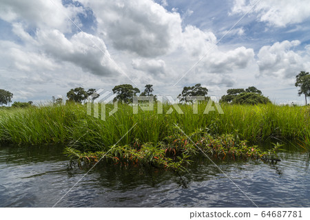 Okavango Delta, Botswana, Africa 64687781
