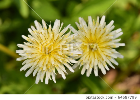 White flower dandelion 64687799