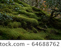 Moss 64688762