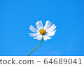 Cosmos 64689041