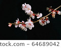 Plum 64689042