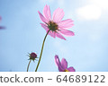 Cosmos 64689122
