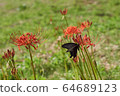 butterfly 64689123