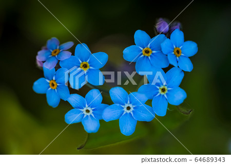 Heart shaped blue forget-me-not flowers, macro photo Heart shaped blue forget-me-not flowers, macro photo 64689343