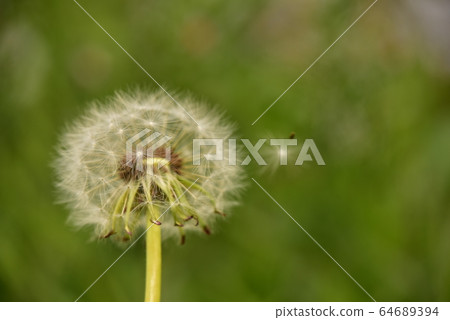 Flying fluff of white flower dandelion 64689394