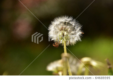White flower dandelion fluff 64689395