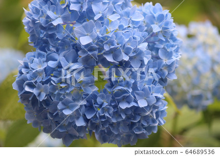 Hydrangea Blue 64689536