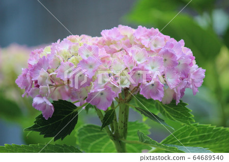 Blooming 64689540
