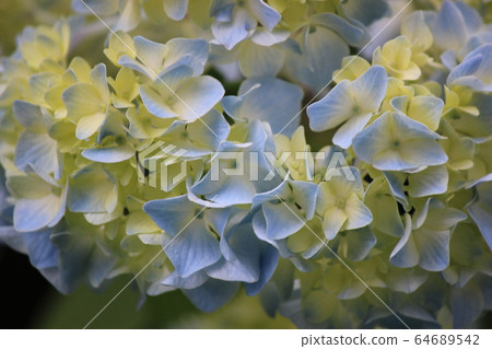 Hydrangea 64689542