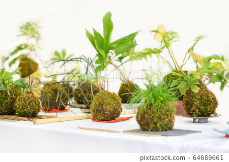 Kokedama balls with a few plants on a white table 64689661