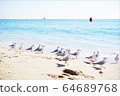 Seagull on the beach 64689768