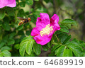 wasp 64689919