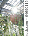 Greenhouse plant 64690119