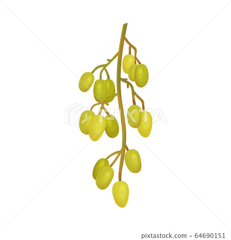 Cluster of Neem Fruits or Berries Hanging on Tree Branch Vector Illustration. Cluster of Neem Fruits or Berries Hanging on Tree Branch Vector Illustration. 64690151