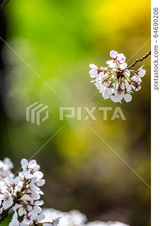Gorgeous Spring Gorgeous Spring 64690206