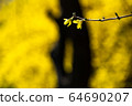 Beautiful forsythia 64690207