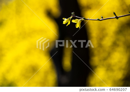 Beautiful forsythia Beautiful forsythia 64690207