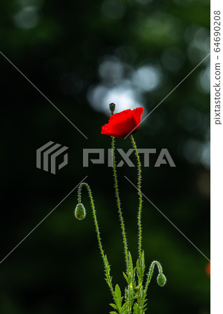 Beautiful poppy Beautiful poppy 64690208