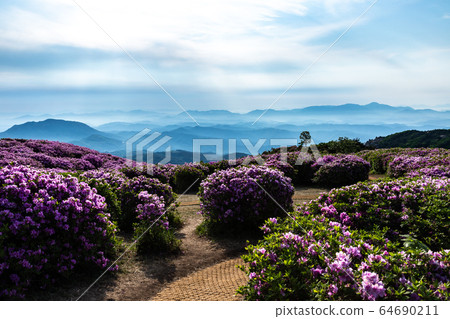 Azalea and Mountain Green 64690211