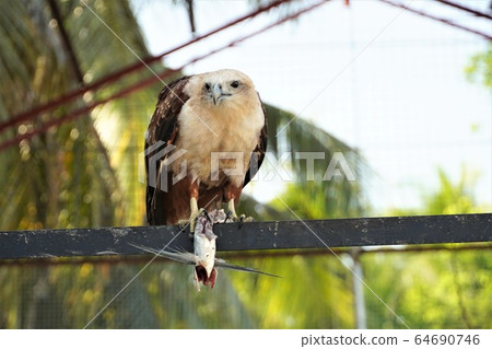 Filipino eagle eating fish Filipino eagle eating fish 64690746