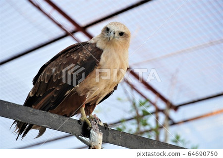 菲律賓鷹吃魚 64690750