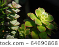 Greenhouse evening glow 64690868