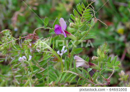Common Pea and Peas Common Pea and Peas 64691008