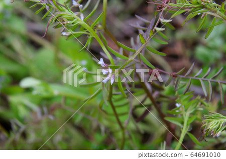 Poa annua 64691010