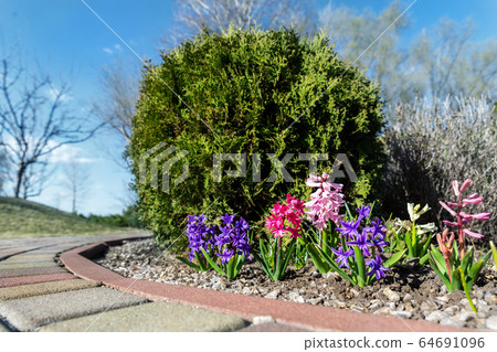 Beautiful flowerbed with blossoming purple and pink hyacinth flowers and juniper green coniferous bush against blue sky on background and paved path in garden outdoors. Spring nature bloom 64691096