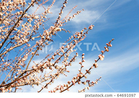 Beautiful organic natural blooming apricot tree branches against blue clear sky background on bright sunny day. Spring blossoming flower nature scene. Agricultural orchard garden 64691097