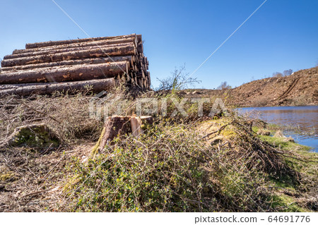 Timber stacks at Bonny Glen in County Donegal - Ireland Timber stacks at Bonny Glen in County Donegal - Ireland 64691776